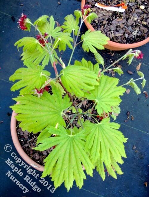 Acer japonicum 'Attaryi' - mapleridgenursery