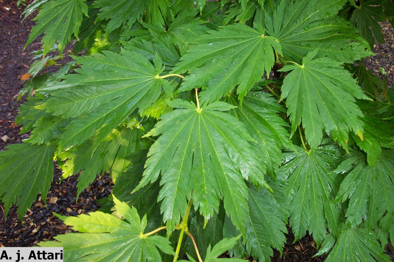 Acer japonicum 'Attaryi' - mapleridgenursery