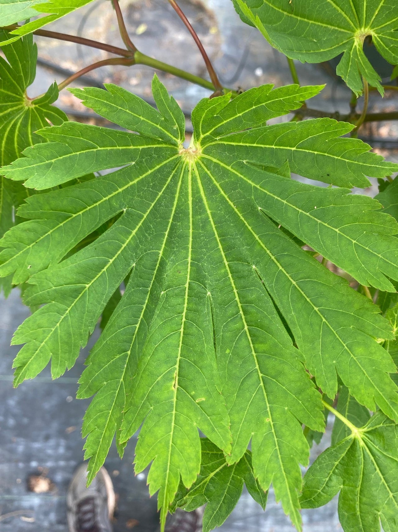 Acer japonicum 'Ed Woods' Full Moon Japanese Maple - Maple Ridge Nursery