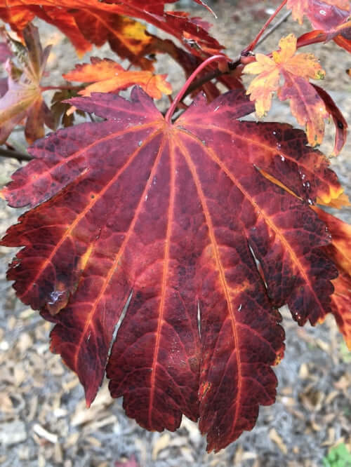 Acer japonicum 'Emmett's Pumpkin' - mapleridgenursery