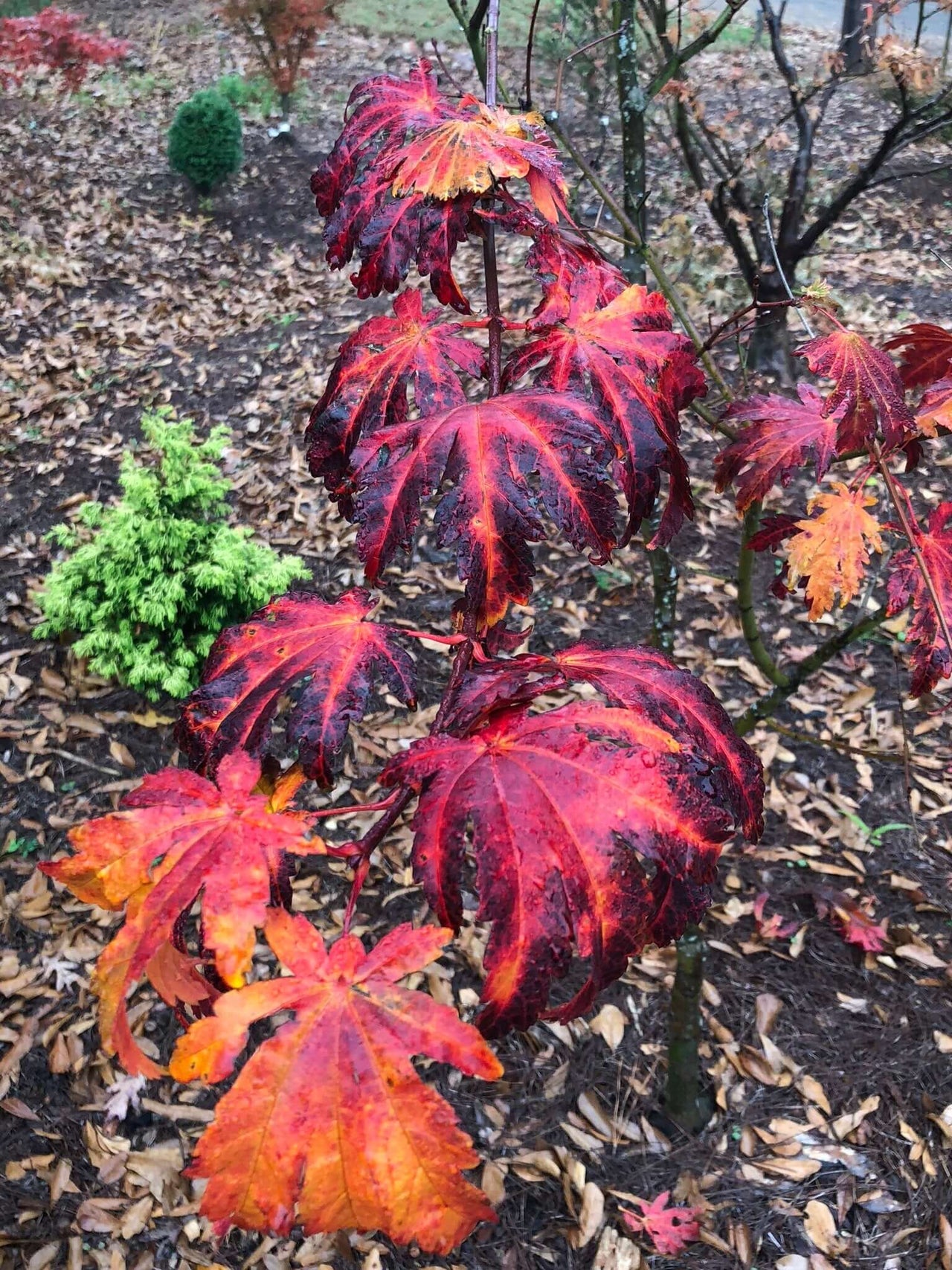 Acer japonicum 'Emmett's Pumpkin' - mapleridgenursery