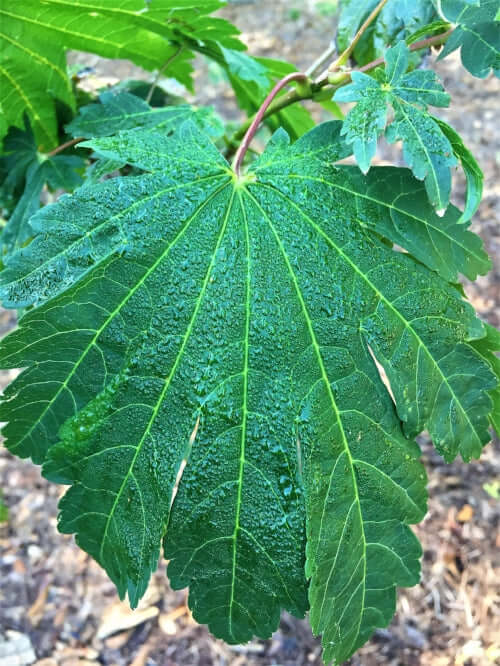 Acer japonicum 'Emmett's Pumpkin' - mapleridgenursery