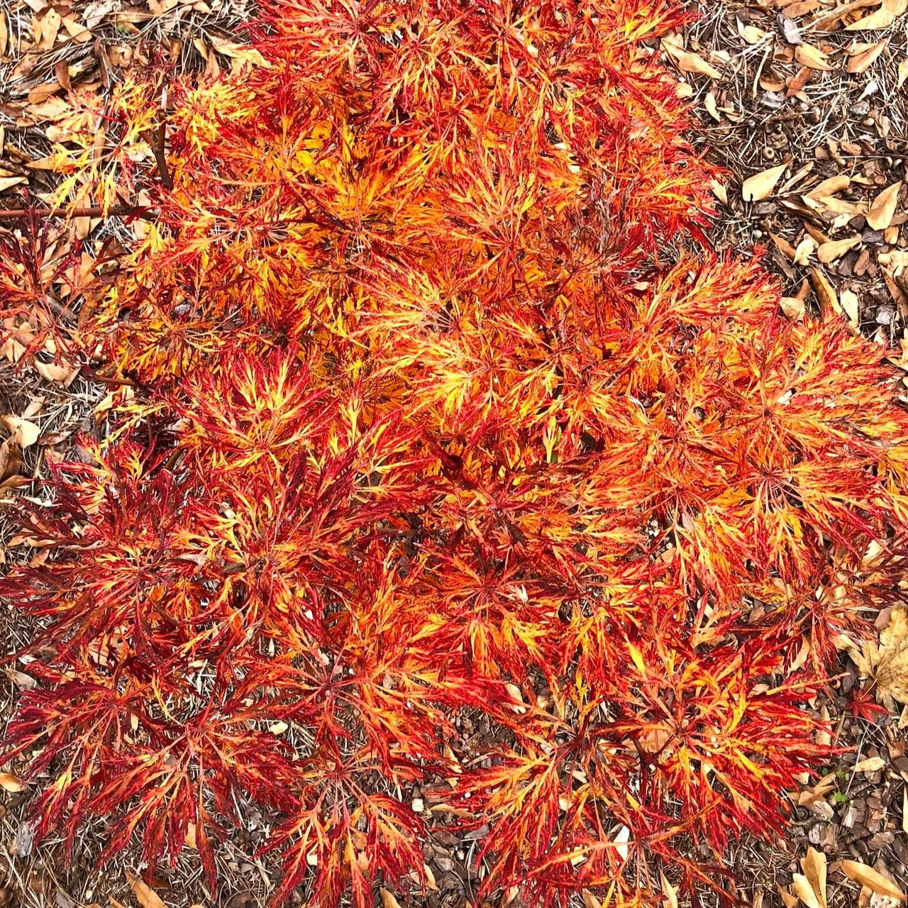 Acer japonicum 'Fairy Lights' - mapleridgenursery