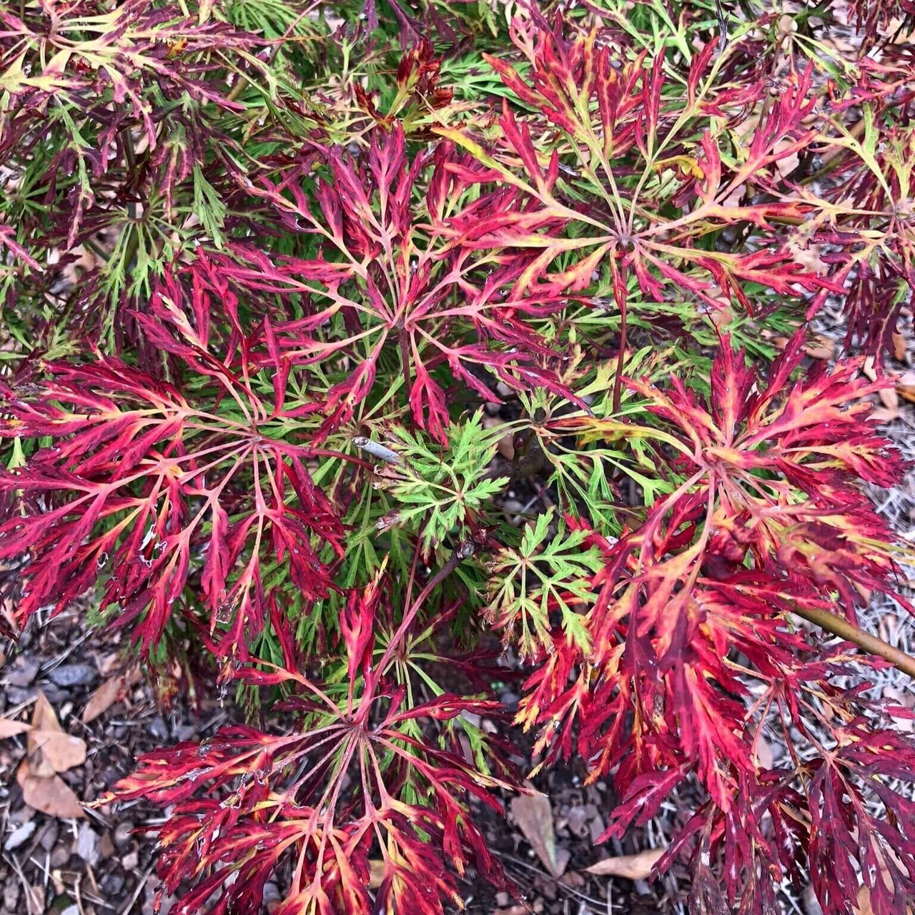 Acer japonicum 'Fairy Lights' - mapleridgenursery