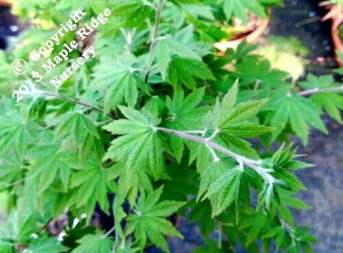 Acer japonicum 'Lovett' - mapleridgenursery