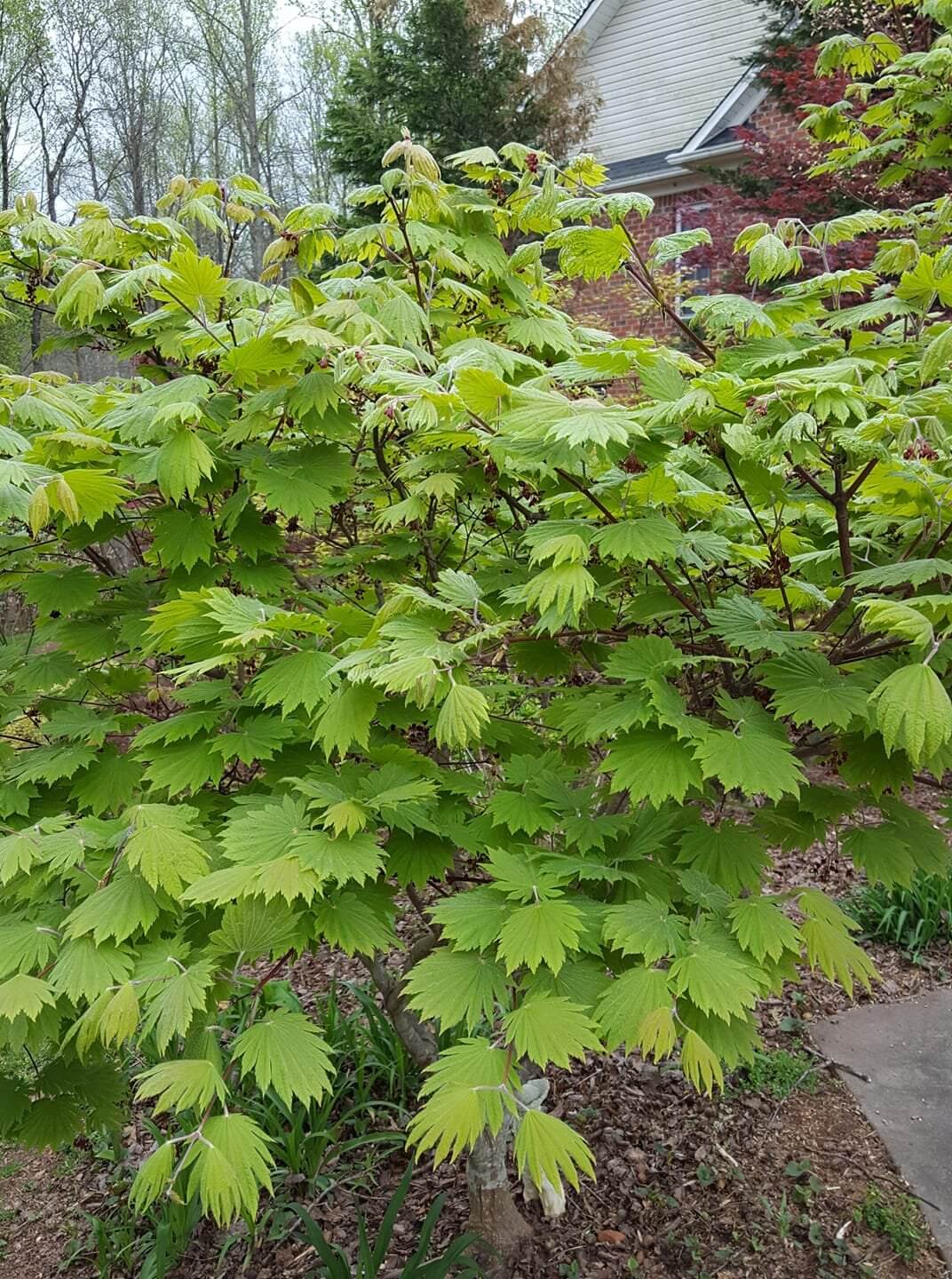 Acer japonicum 'O isami' - mapleridgenursery