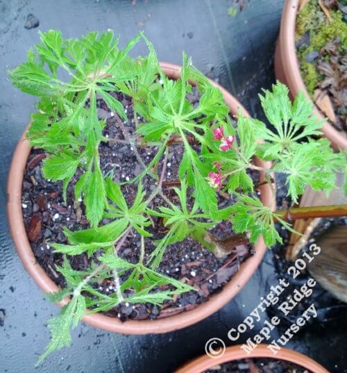 Acer japonicum 'Oregon Fern' - mapleridgenursery