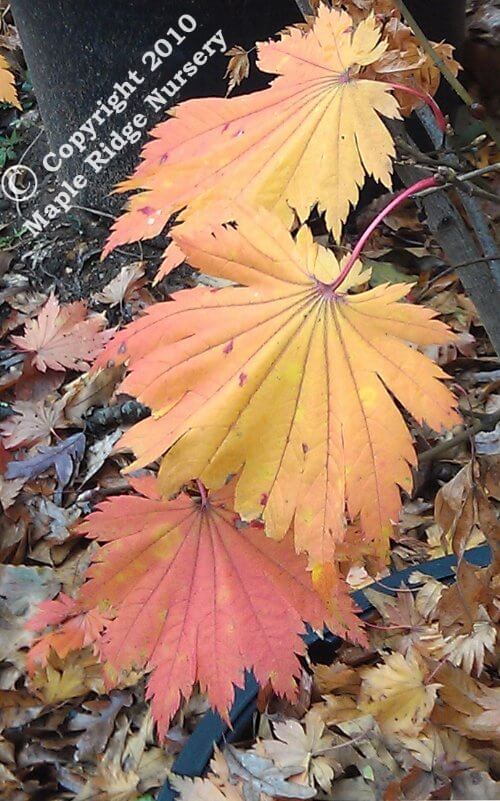 Acer japonicum 'Otaki' - mapleridgenursery