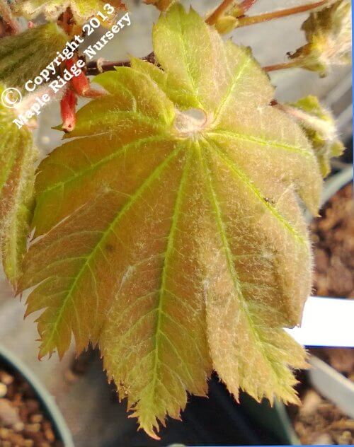 Acer japonicum 'Otaki' - mapleridgenursery