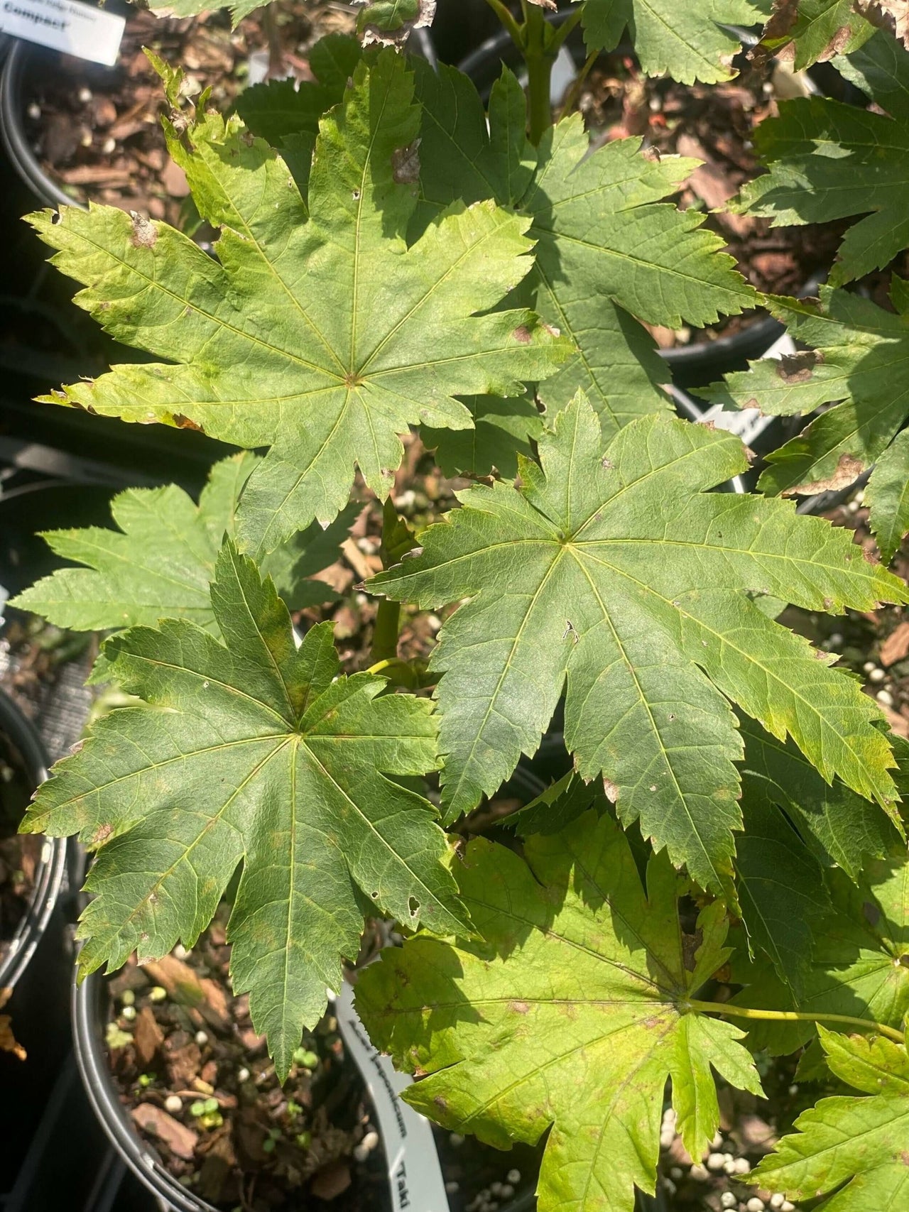Acer japonicum 'Taki no gawa' - mapleridgenursery
