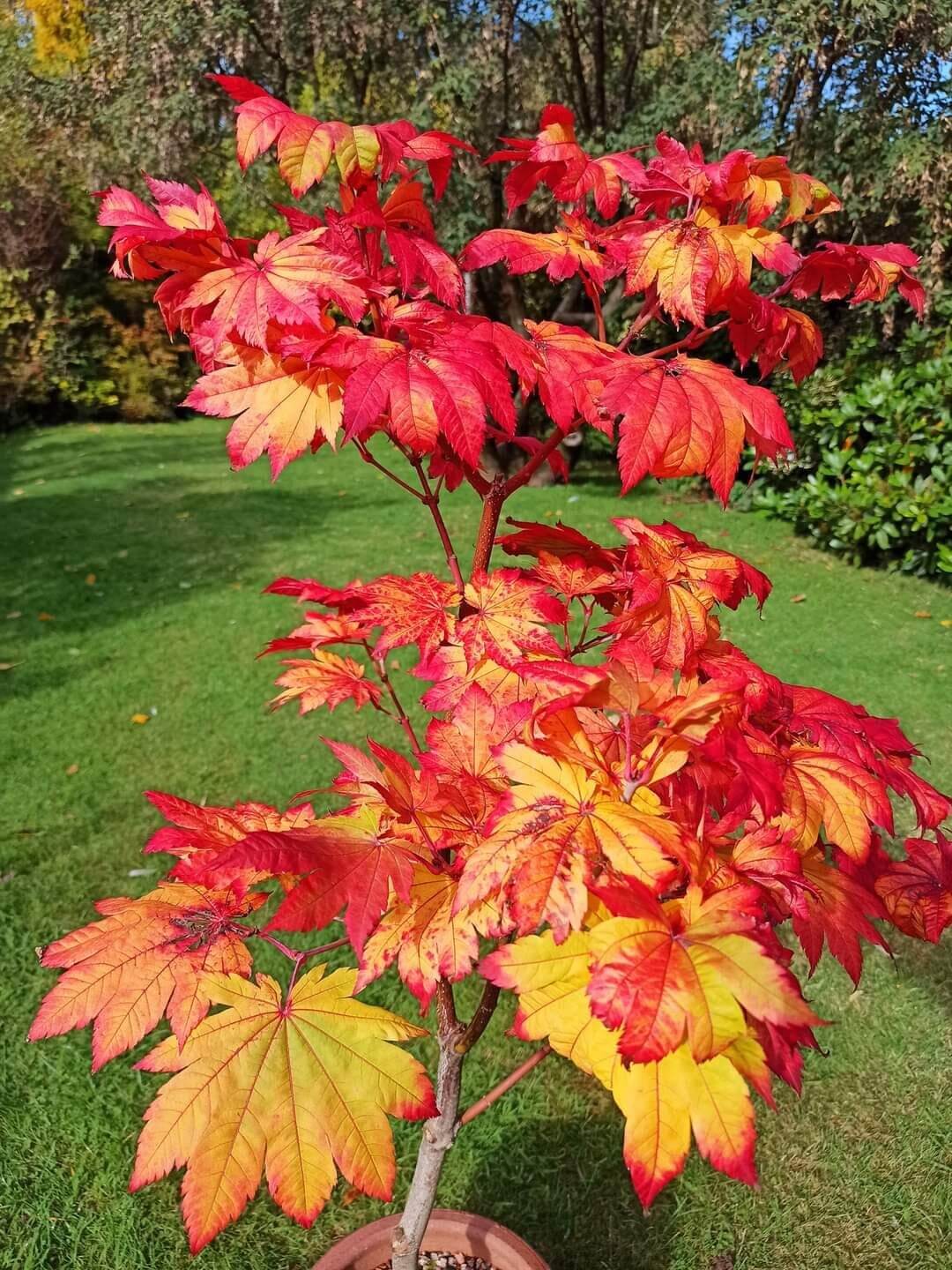 Acer japonicum 'Vitifolium' - mapleridgenursery