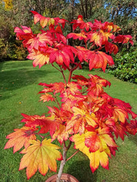 Thumbnail for Acer japonicum 'Vitifolium' - mapleridgenursery