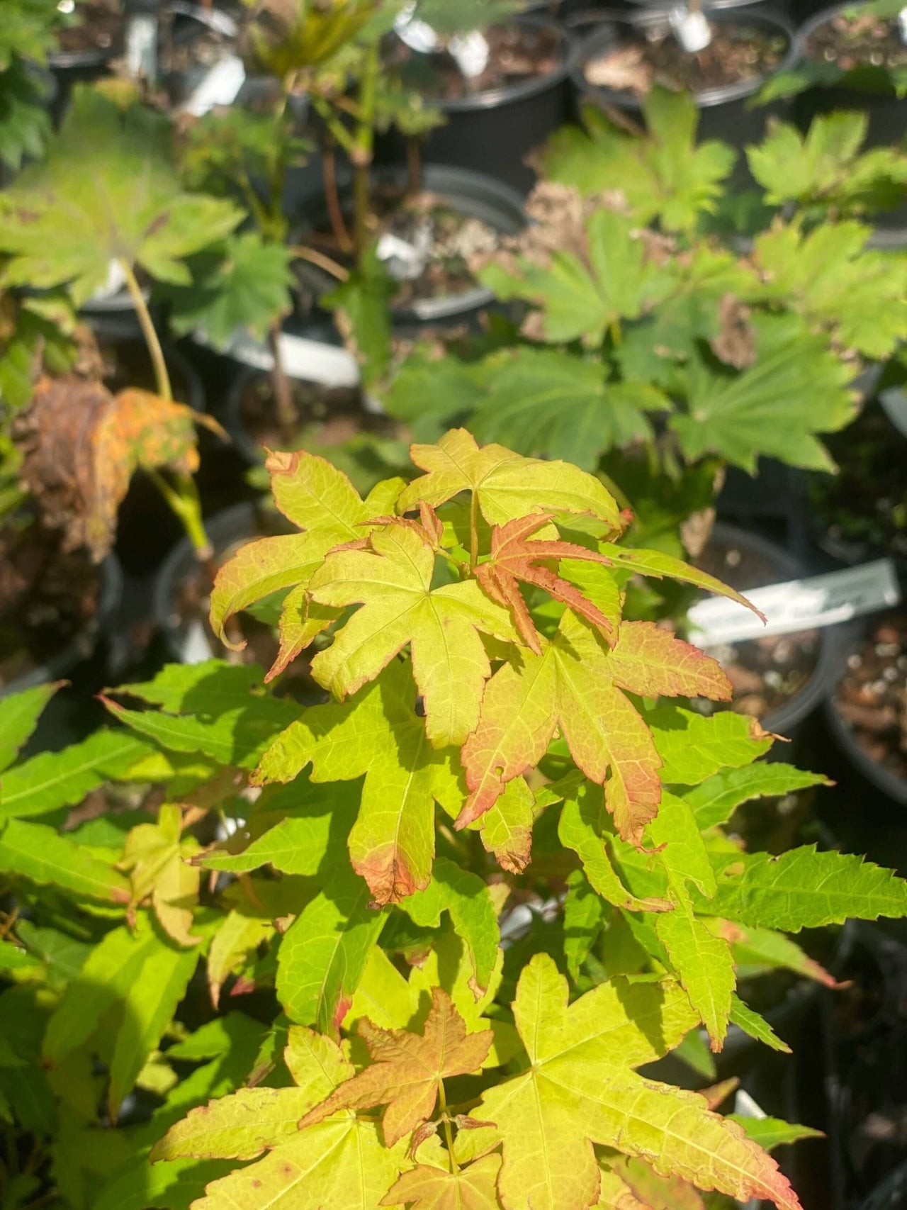 Acer oliverianum 'Hot Blonde' - mapleridgenursery