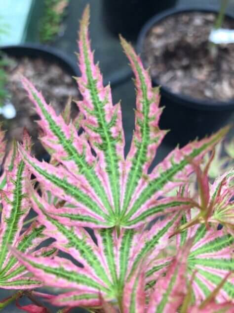 Acer palmatum 'Abigail Rose' - mapleridgenursery
