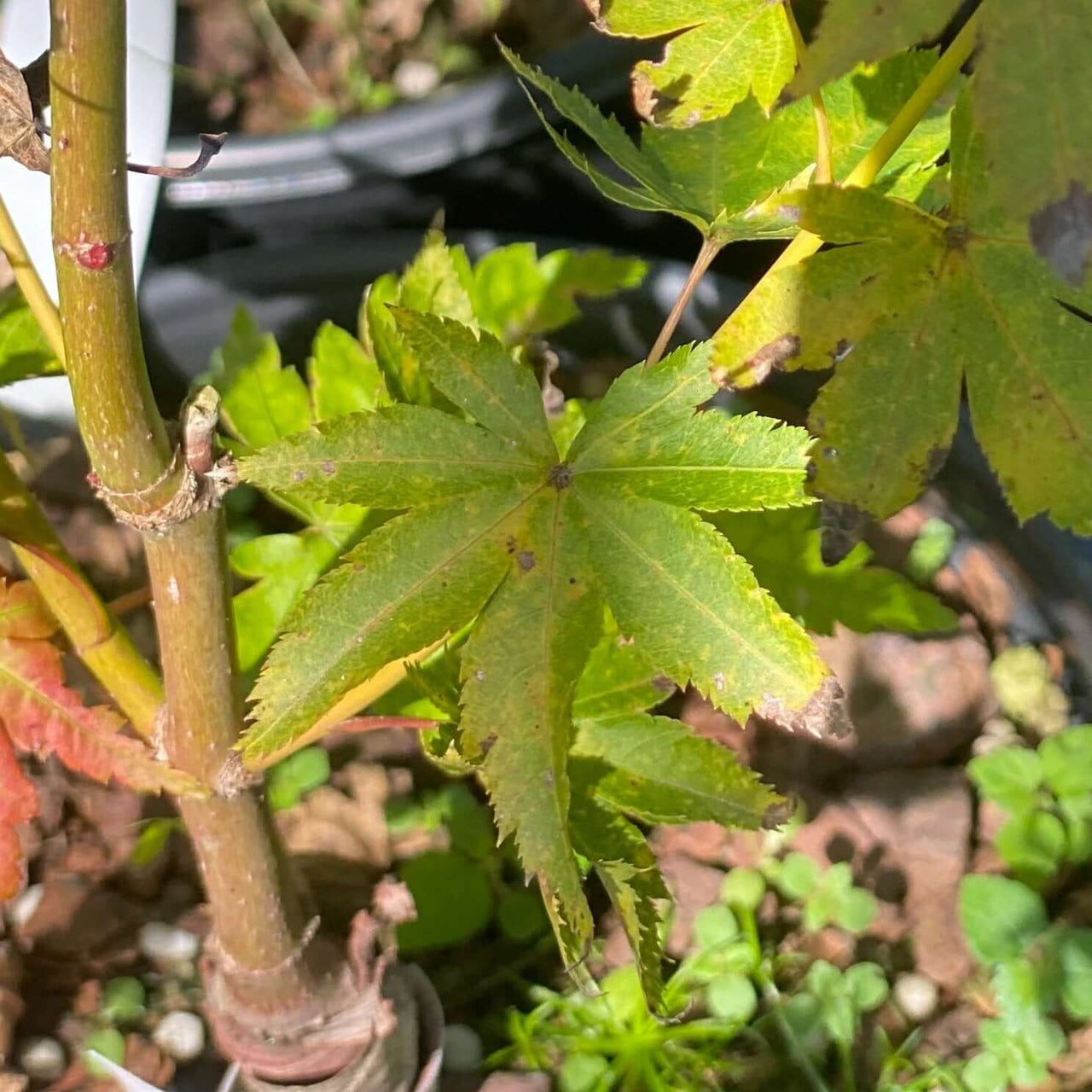 Acer palmatum 'Aka kawa hime' - mapleridgenursery