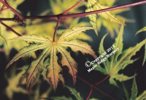 Acer palmatum 'Aka shigitatsu sawa' - mapleridgenursery