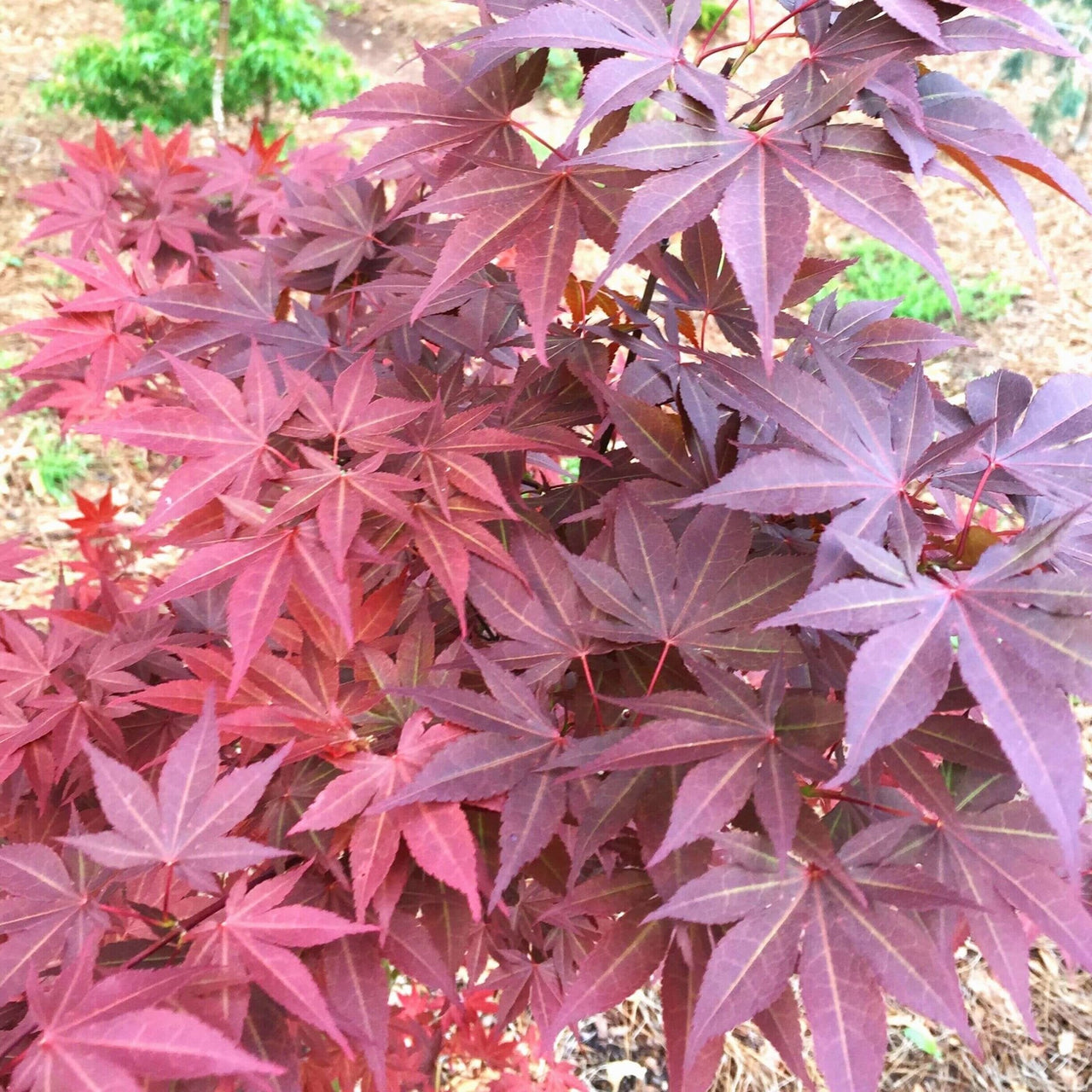 Acer palmatum 'Akin's E.P.' - mapleridgenursery