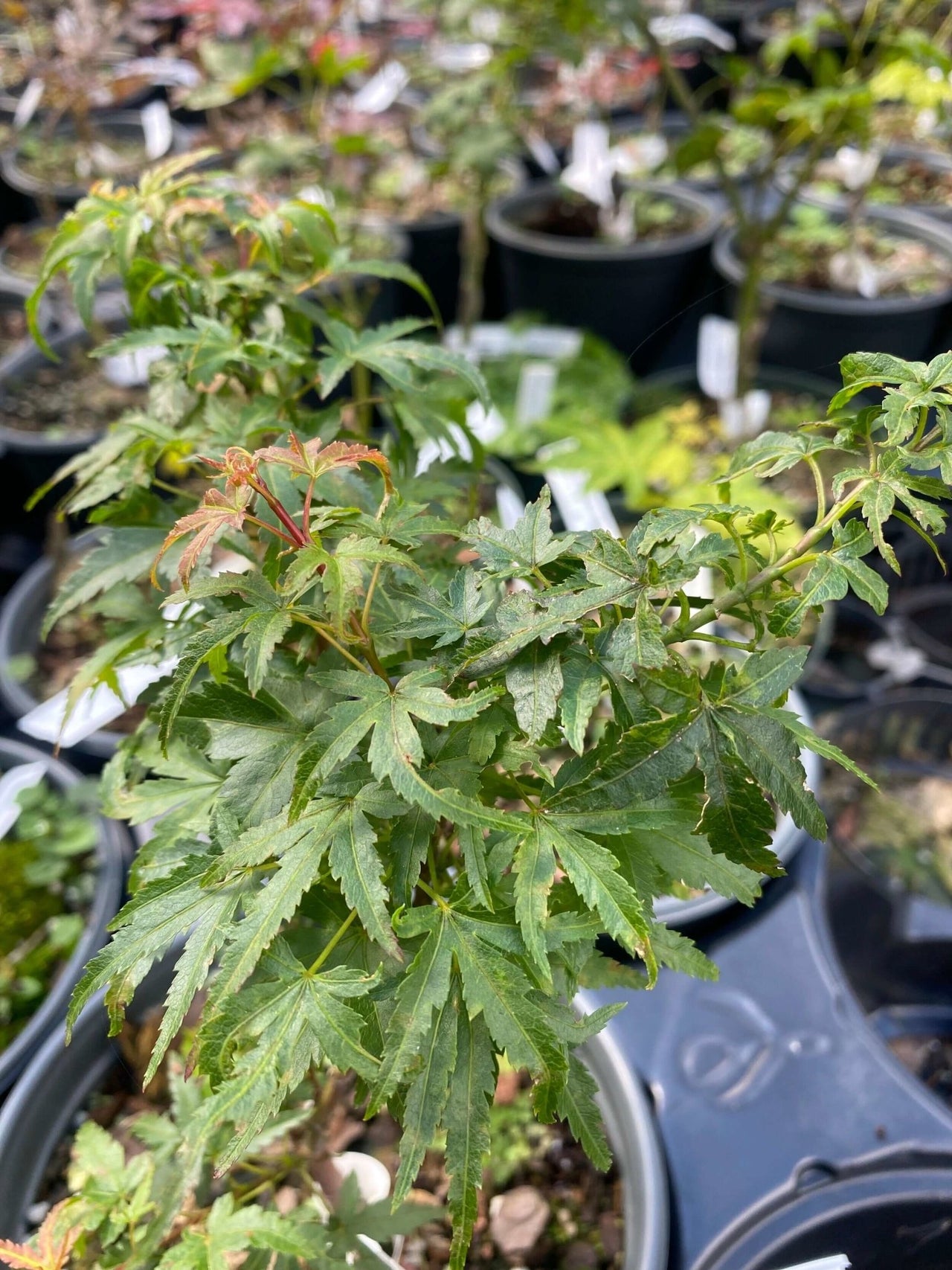 Acer palmatum 'Akita yatsabusa' - mapleridgenursery