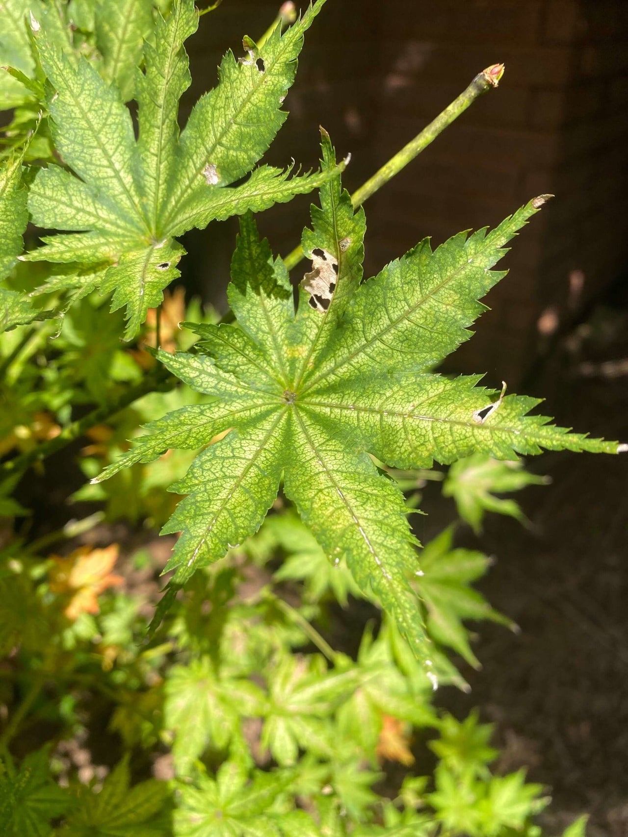 Acer palmatum 'Alpine Silver Thread' - mapleridgenursery