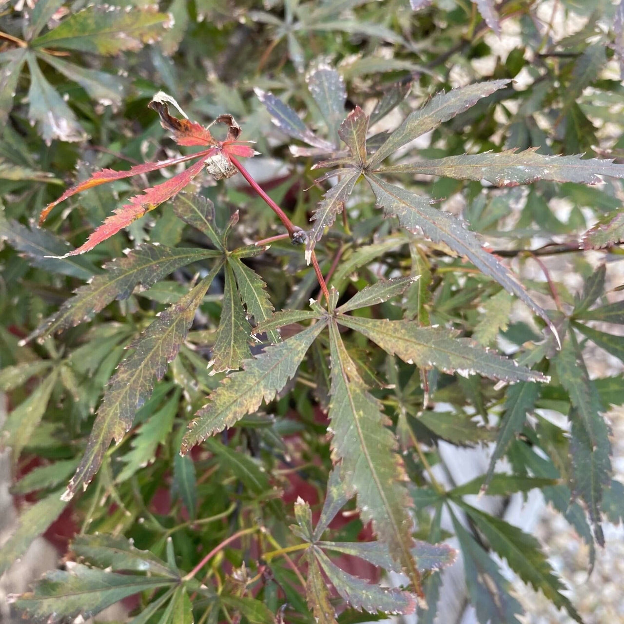 Acer palmatum 'Anna's Broom' - mapleridgenursery