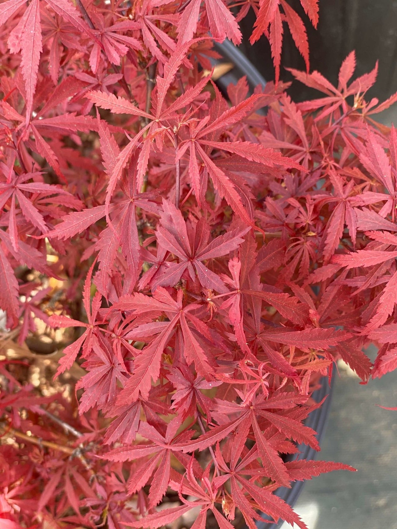 Acer palmatum 'Anna's Broom' - mapleridgenursery
