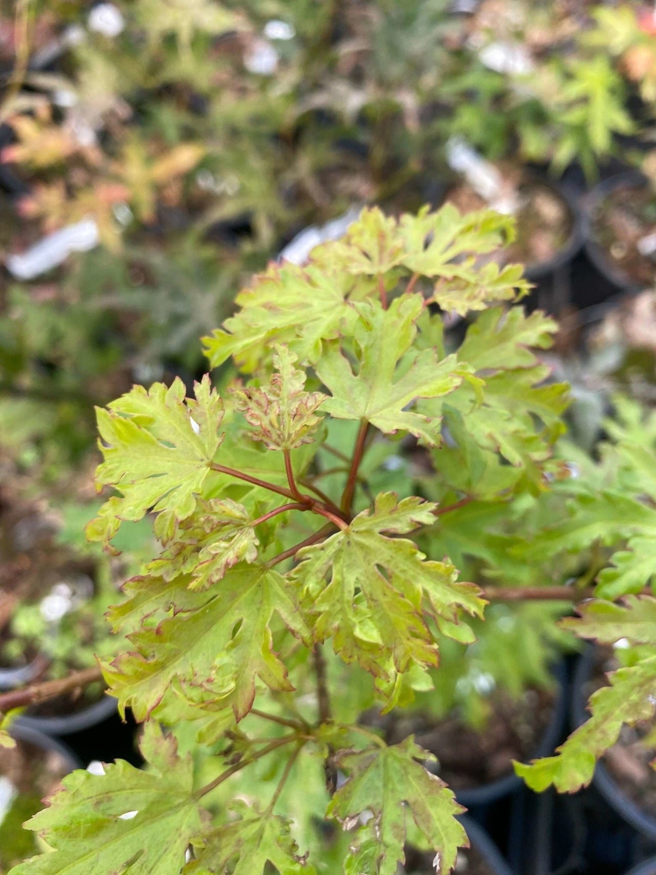 Acer palmatum 'Anne Irene' - mapleridgenursery