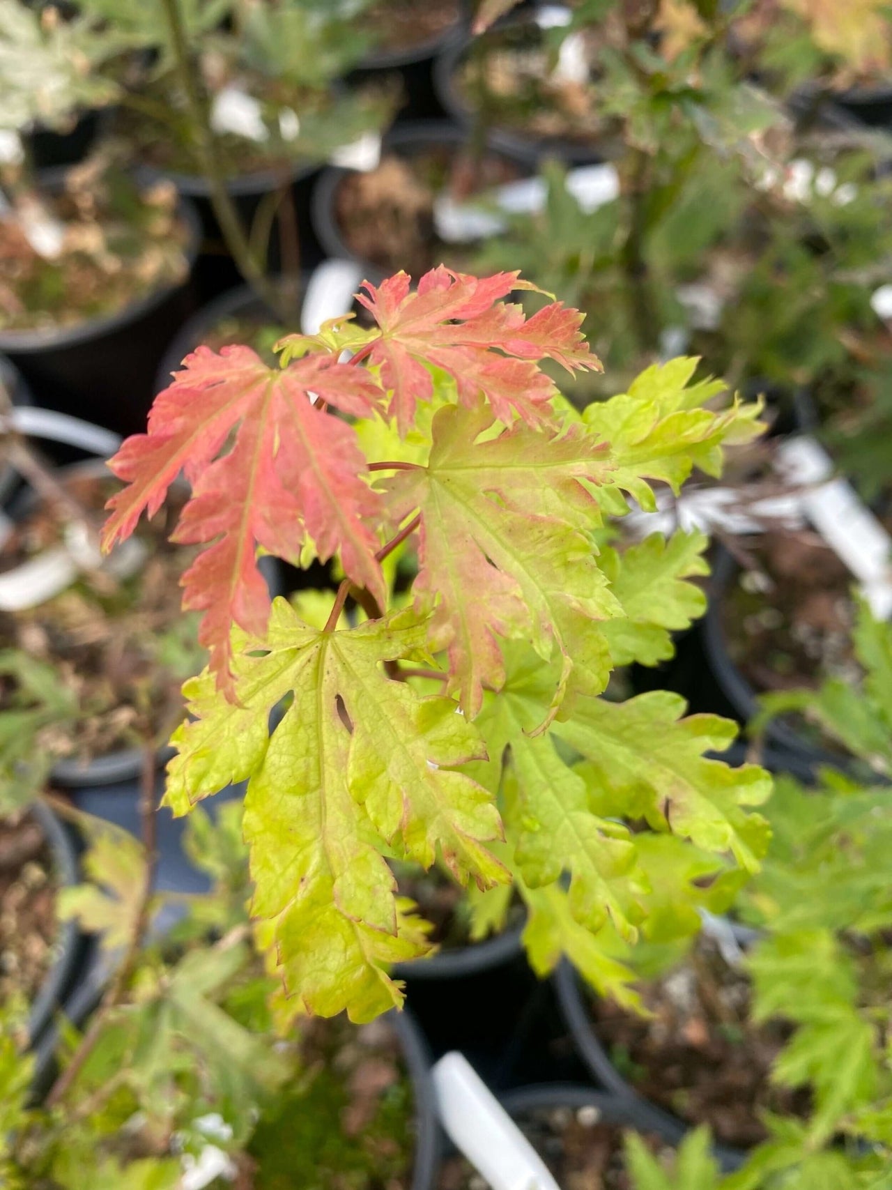 Acer palmatum 'Anne Irene' - mapleridgenursery