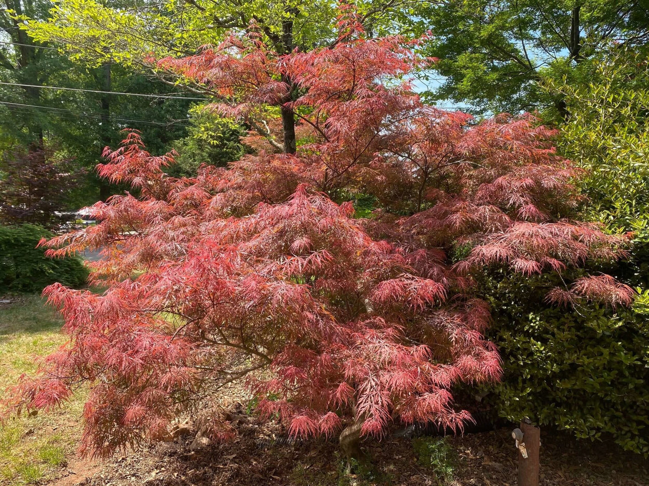 Acer palmatum 'Anticipation' - mapleridgenursery