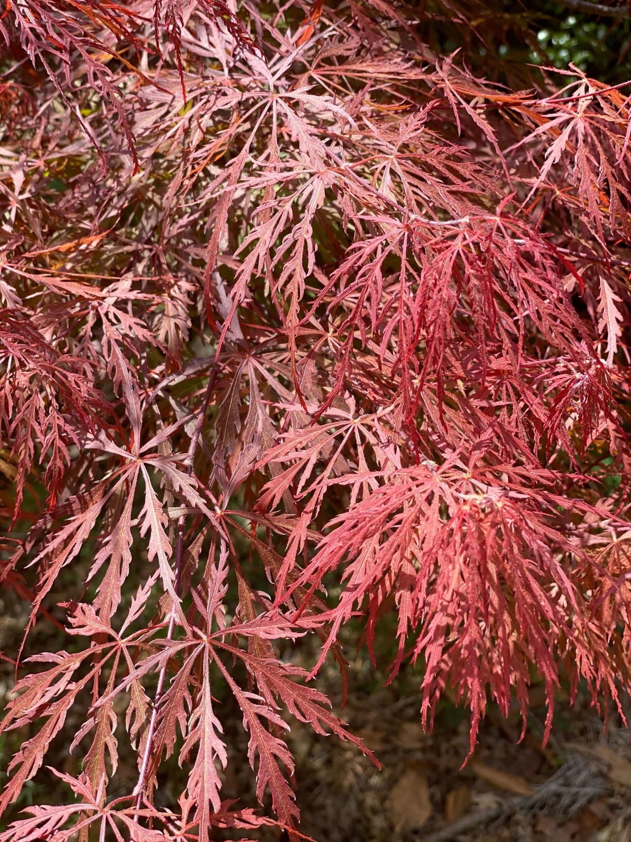 Acer palmatum 'Anticipation' - mapleridgenursery