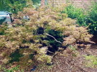 Thumbnail for Acer palmatum 'Anticipation' - mapleridgenursery
