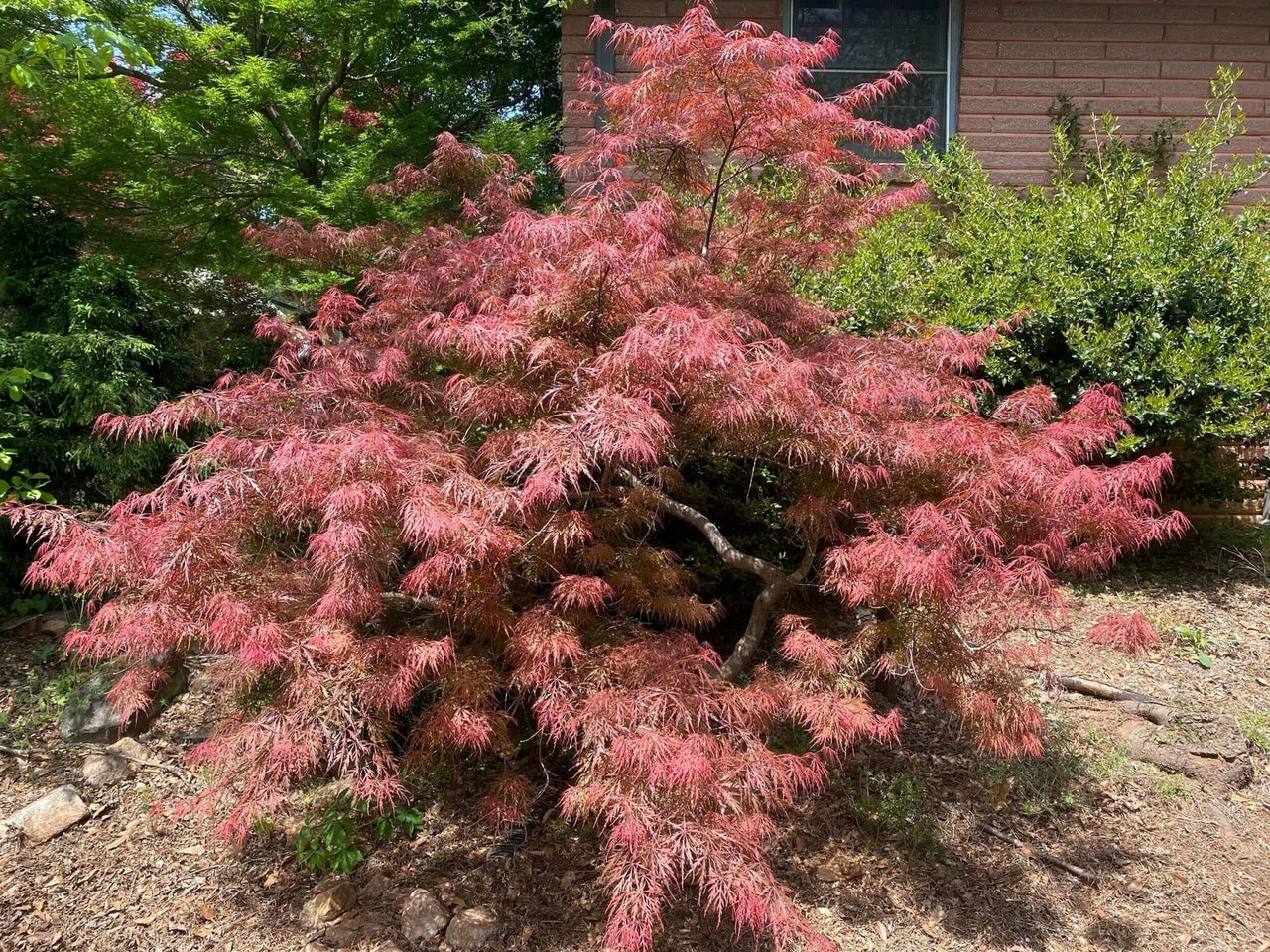Acer palmatum 'Anticipation' - mapleridgenursery