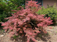Thumbnail for Acer palmatum 'Anticipation' - mapleridgenursery