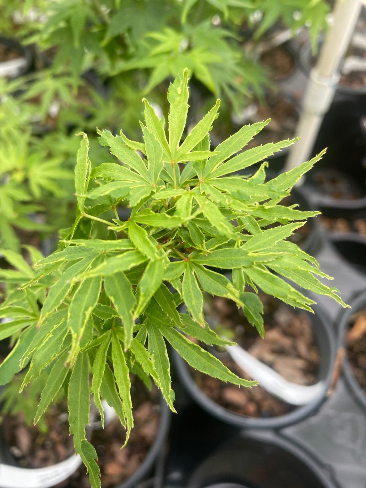 Acer palmatum 'Ao kanzashi' Variegated Japanese Maple - Maple Ridge Nursery