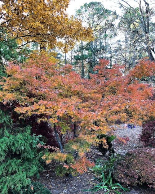 Acer palmatum 'Ao shime no uchi' - mapleridgenursery