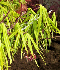 Thumbnail for Acer palmatum 'Ao shime no uchi' - mapleridgenursery
