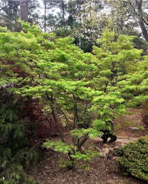 Acer palmatum 'Ao shime no uchi' - mapleridgenursery
