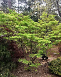 Thumbnail for Acer palmatum 'Ao shime no uchi' - mapleridgenursery