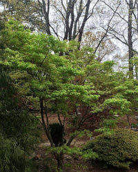 Thumbnail for Acer palmatum 'Ao shime no uchi' - mapleridgenursery