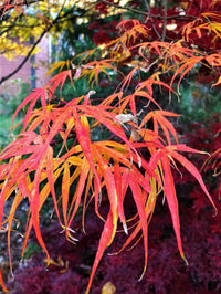 Thumbnail for Acer palmatum 'Ao shime no uchi' - mapleridgenursery