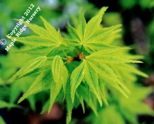 Acer palmatum 'Aoyagi' - mapleridgenursery