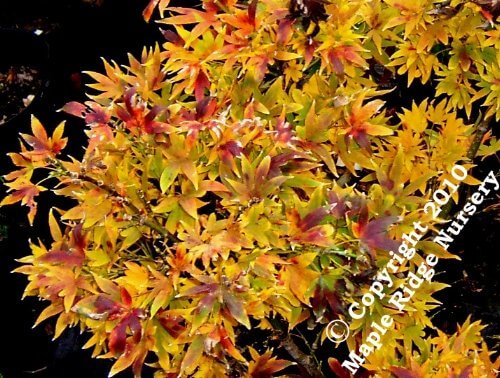 Acer palmatum 'Aratama' - mapleridgenursery