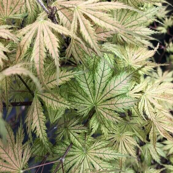 Acer palmatum 'Ariadne' - mapleridgenursery