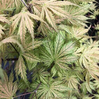 Thumbnail for Acer palmatum 'Ariadne' - mapleridgenursery