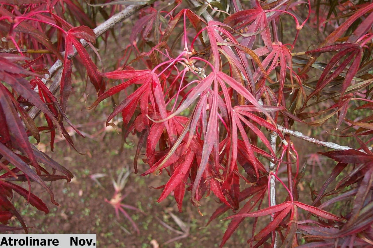 Acer palmatum 'Atrolineare' - mapleridgenursery