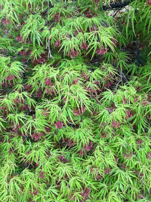 Acer palmatum 'Autumn Fire' - mapleridgenursery