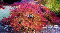 Thumbnail for Acer palmatum 'Autumn Fire' - mapleridgenursery