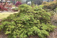 Thumbnail for Acer palmatum 'Autumn Fire' - mapleridgenursery