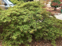 Thumbnail for Acer palmatum 'Autumn Fire' - mapleridgenursery