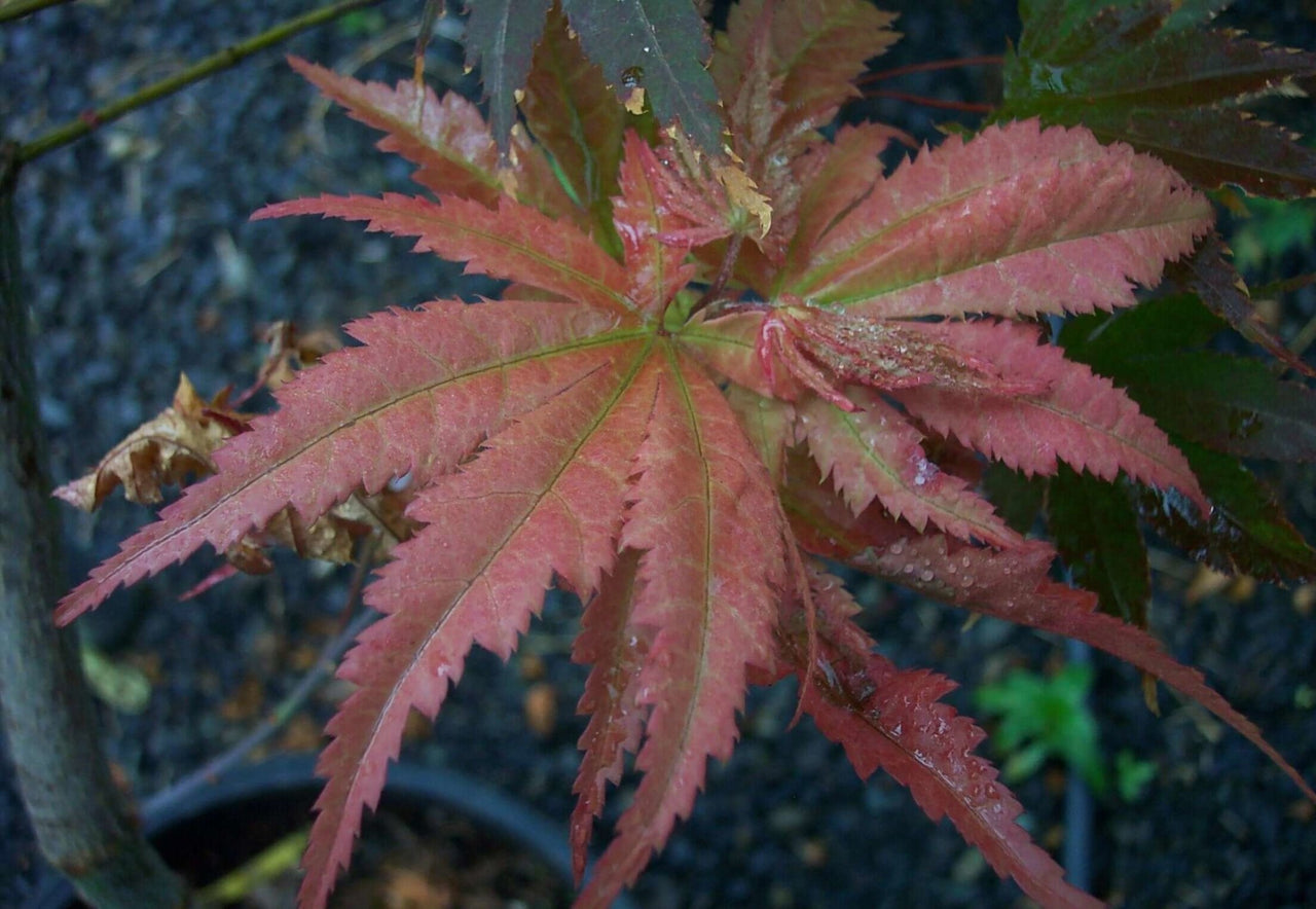 Acer palmatum 'Azuma murasaki' - mapleridgenursery