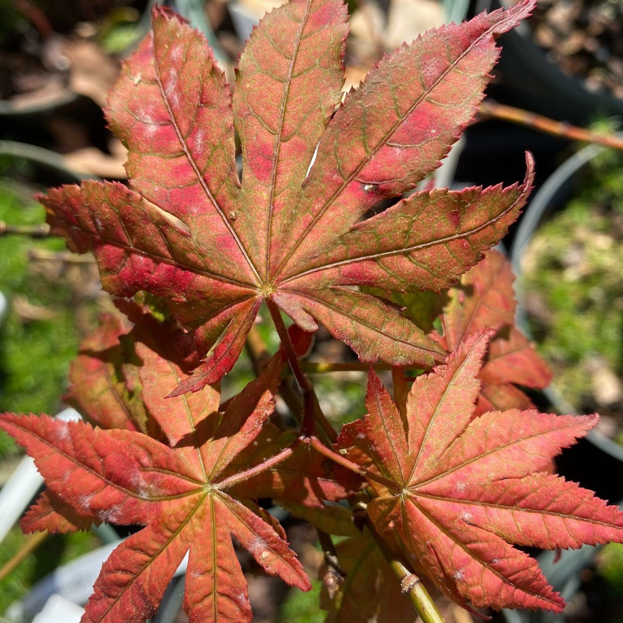Acer palmatum 'Baby Ghost' - mapleridgenursery